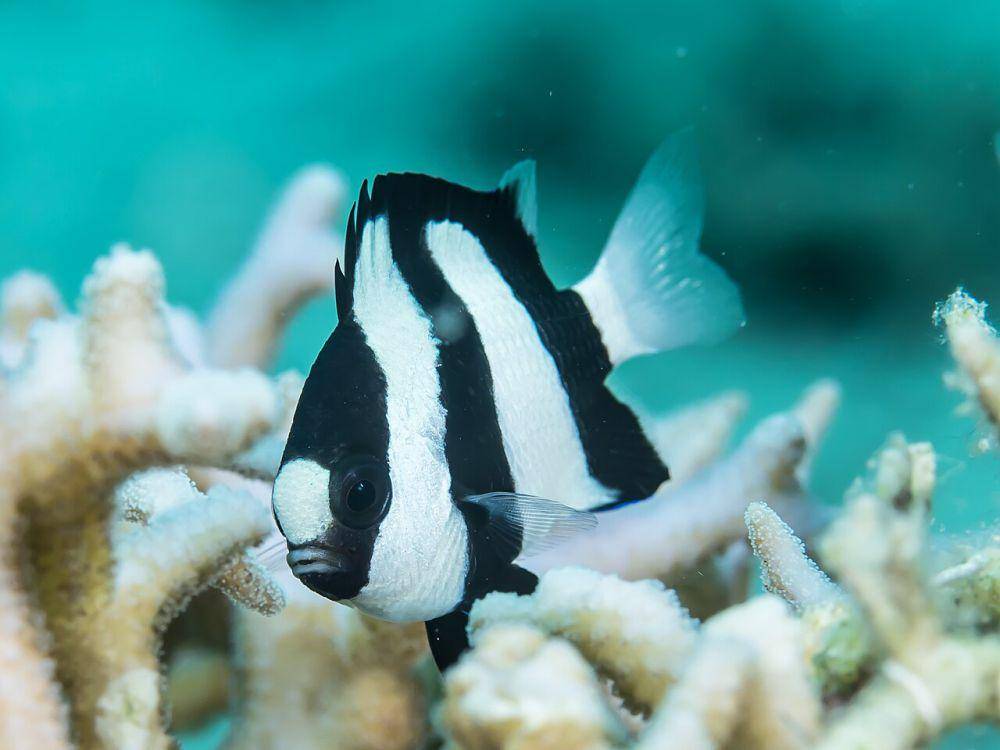ilustrasi Dascyllus aruanus (commons.wikimedia.org/Rickard Zerpe)