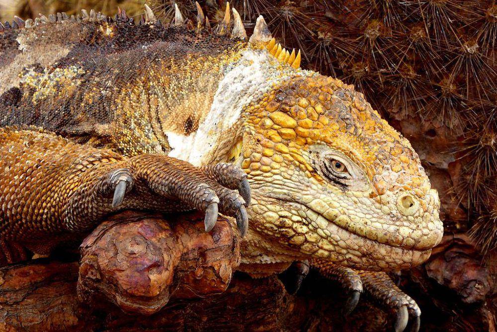 tampak dekat iguana darat galapagos (commons.wikimedia.org/Kai Squires)
