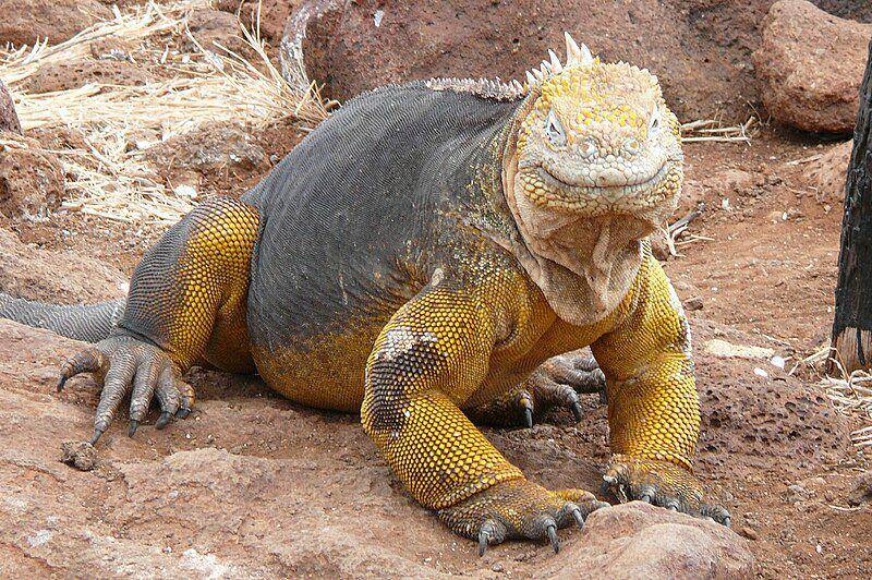 tampak sekujur tubuh iguana darat galapagos (commons.wikimedia.org/Haplochromis)