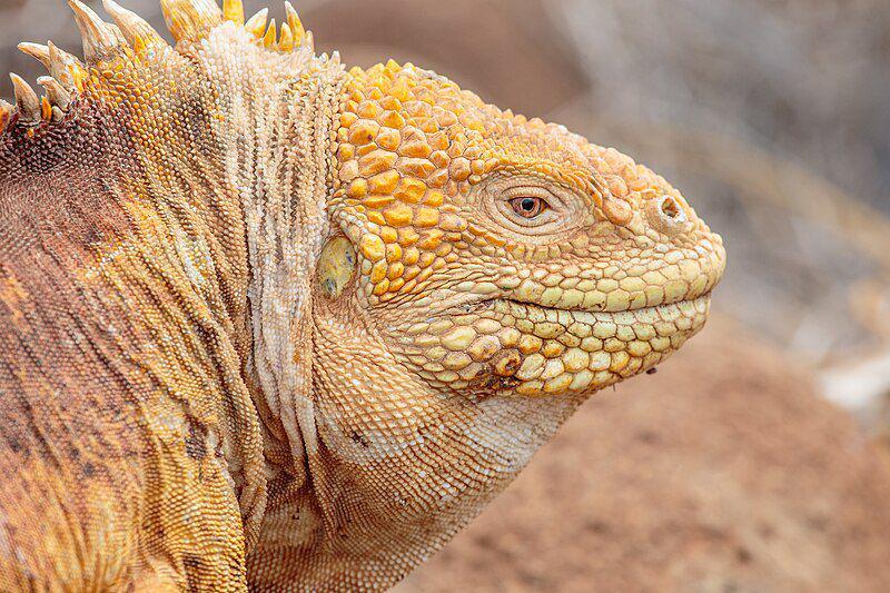 7 Fakta Unik Iguana Darat Galapagos, Bertelur di Kawah Gunung Berapi!