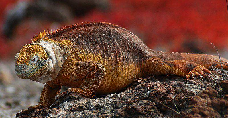 tampak sekujur tubuh iguana darat galapagos (commons.wikimedia.org/Peter Wilton)