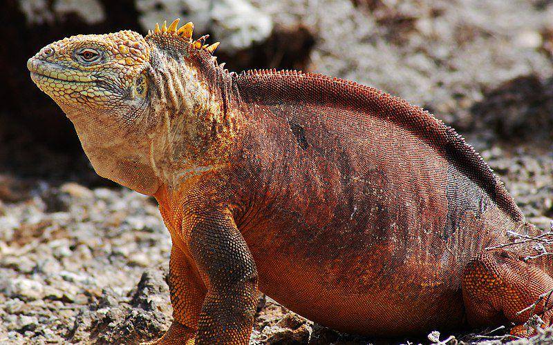 tampak sekujur tubuh iguana darat galapagos (commons.wikimedia.org/Peter Wilton)