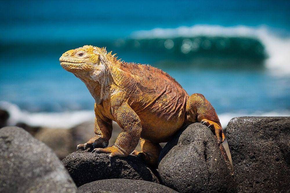 iguana darat galapagos di Pulau Seymour Utara, Galapagos (commons.wikimedia.org/Simon Matzinger)