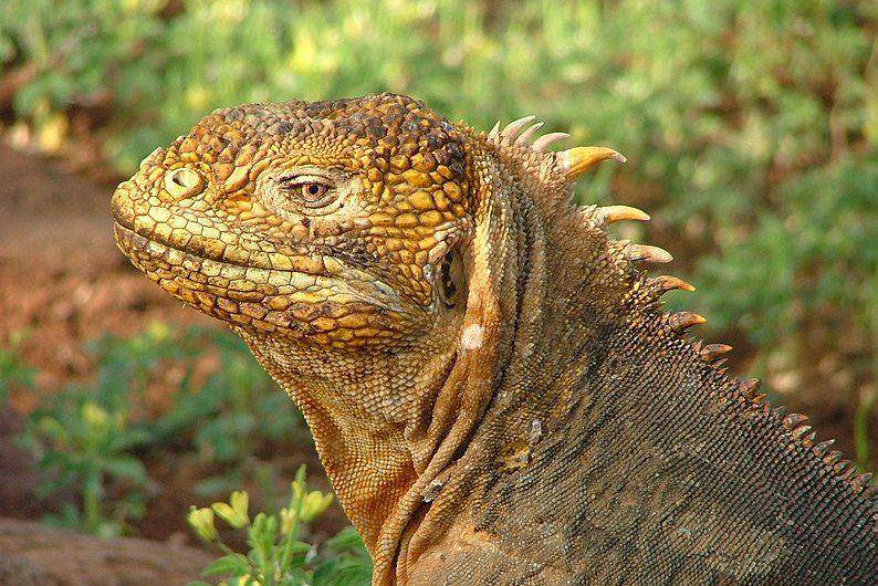 tampak dekat kepala iguana darat galapagos (commons.wikimedia.org/Sophie Robinson)