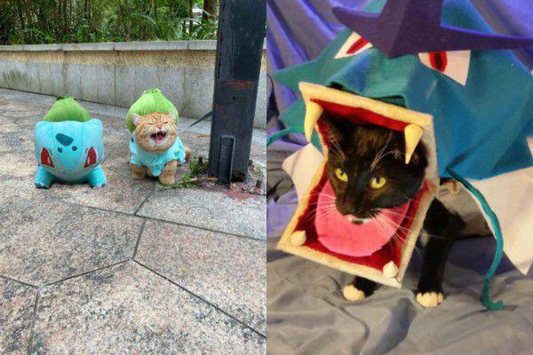 7 Foto Lucu Kucing Cosplay Pokemon, Gemas Pol!