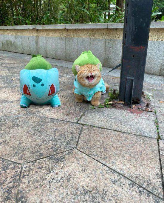 potret lucu kucing cosplay Pokémon (x.com/PunchingCat)