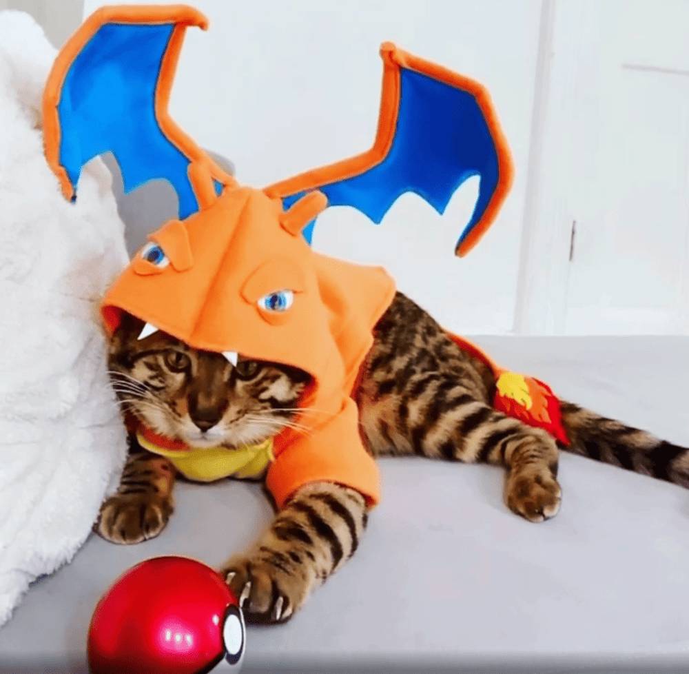 potret lucu kucing cosplay Pokémon (reddit.com/RoxanneRedDress)