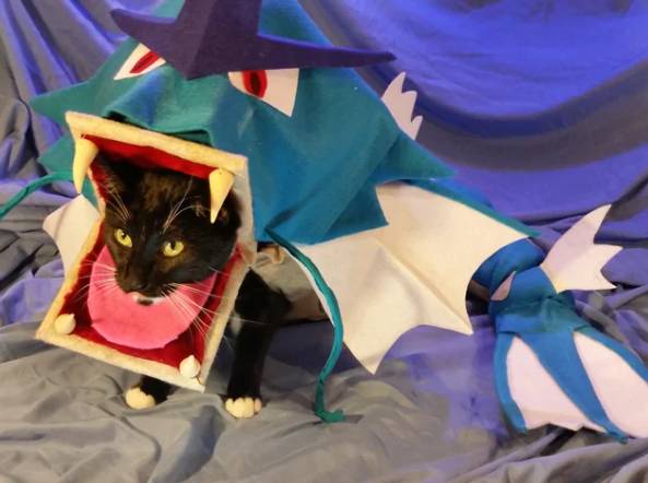 potret lucu kucing cosplay Pokémon (reddit.com/Freyu)