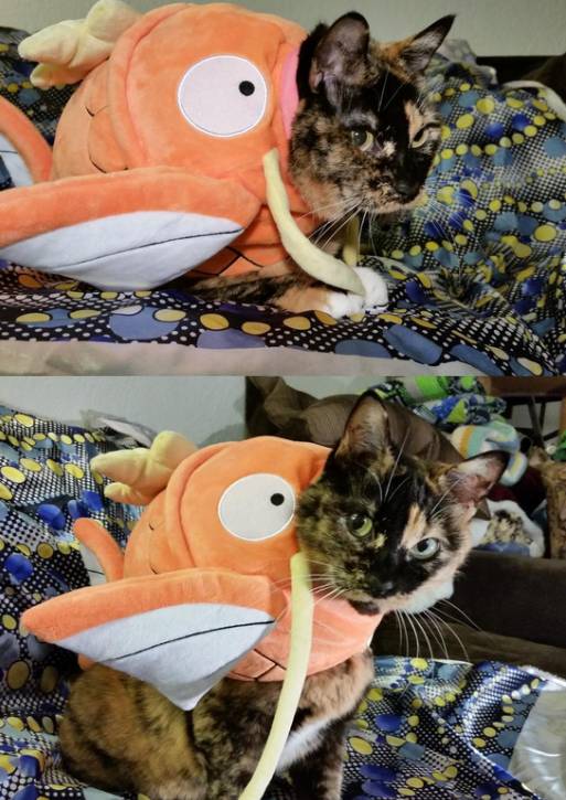 potret lucu kucing cosplay Pokémon (x.com/Cat_Cosplay)