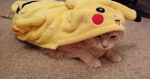 potret lucu kucing cosplay Pokémon (reddit.com/Echus)