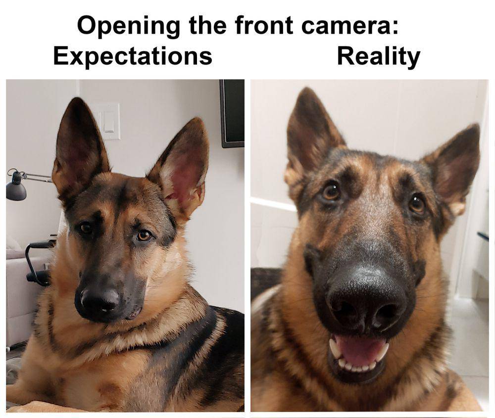 meme ekspektasi vs. realitas video call (reddit.com/adrenaline681)