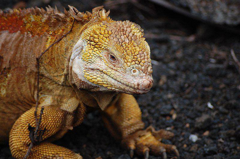 tampak dekat iguana darat galapagos (commons.wikimedia.org/macraegi)