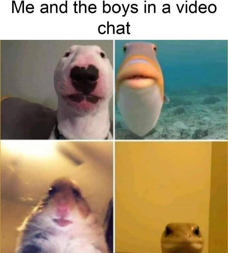 meme ekspektasi vs. realitas video call (reddit.com/Freebiesaregreat)