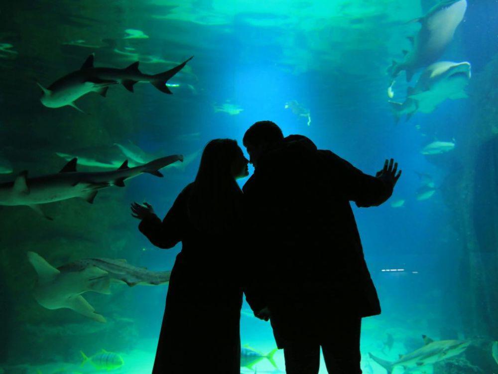 7 Tips Aquarium Date di Jakarta Aquarium & Safari agar Makin Romantis