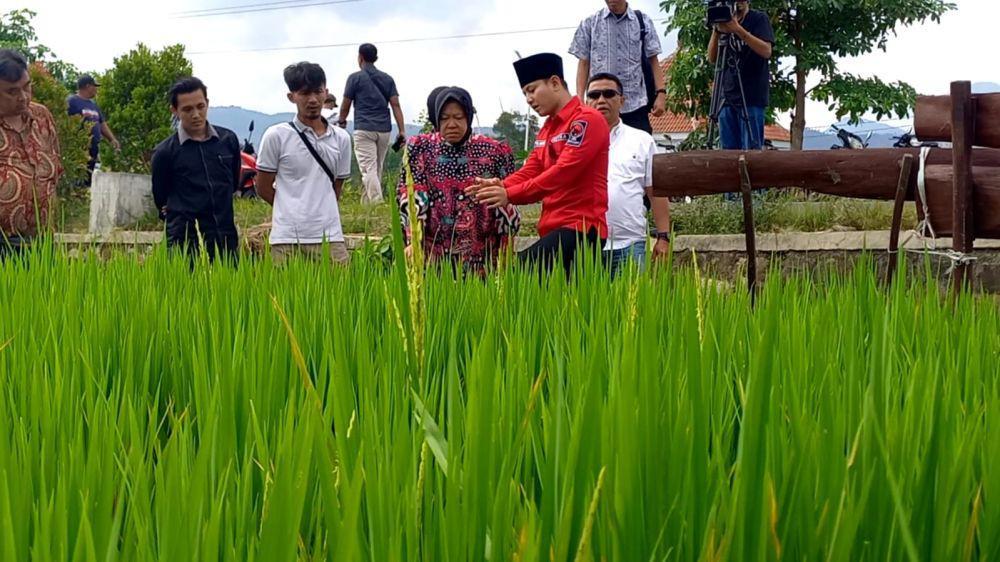 Risma Bakal Adopsi Sistem Pertanian Padi di Trenggalek