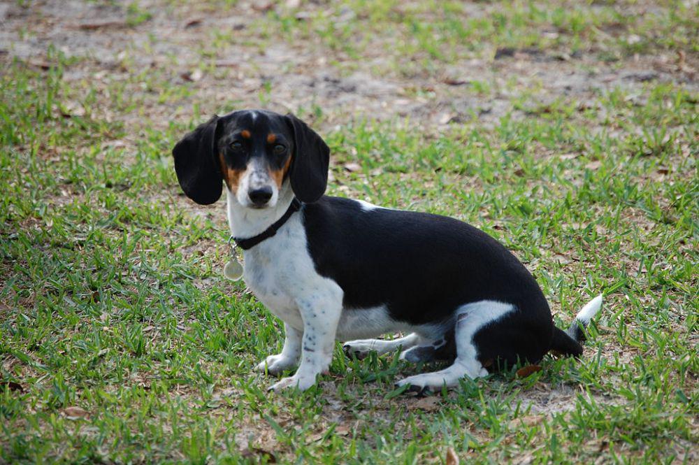 5 Fakta Dachshund, Anjing Bertubuh Panjang dengan Kaki Pendek