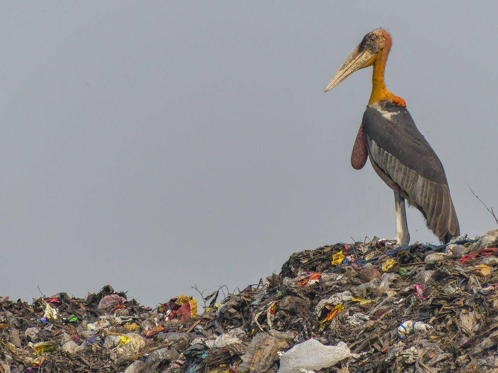 Greater adjutant (commons.m.wikimedia.org/Mike Prince)