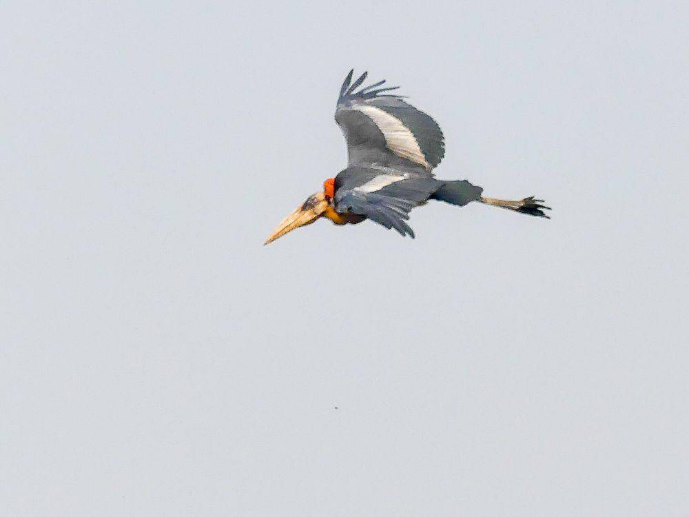 Greater adjutant (commons.m.wikimedia.org/Mike Prince)