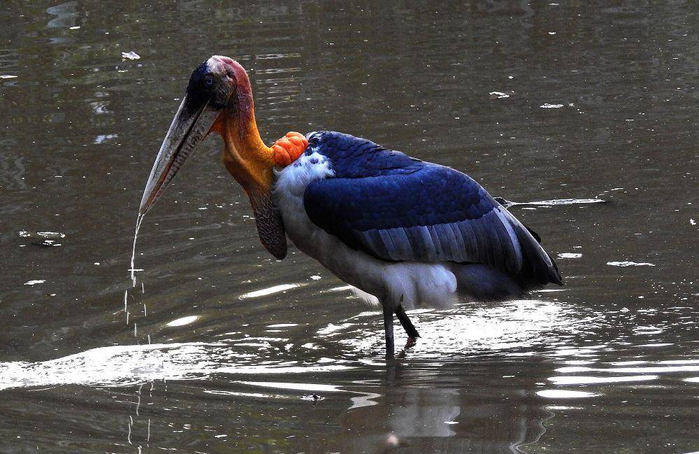 Greater adjutant (commons.m.wikimedia.org/Dr. Raju Kasambe)