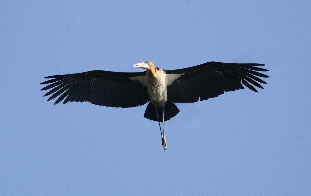 Greater adjutant (commons.m.wikimedia.org/Dr. Raju Kasambe)