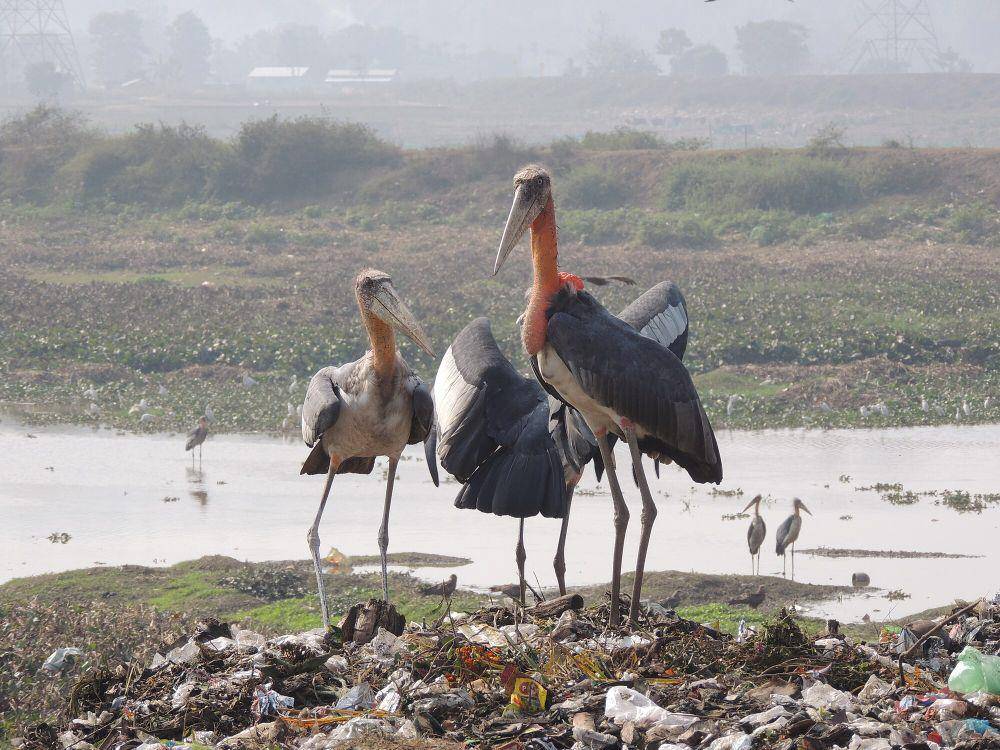 Greater adjutant (commons.m.wikimedia.org/A. J. T. Johnsingh, WWF-India and NCF)