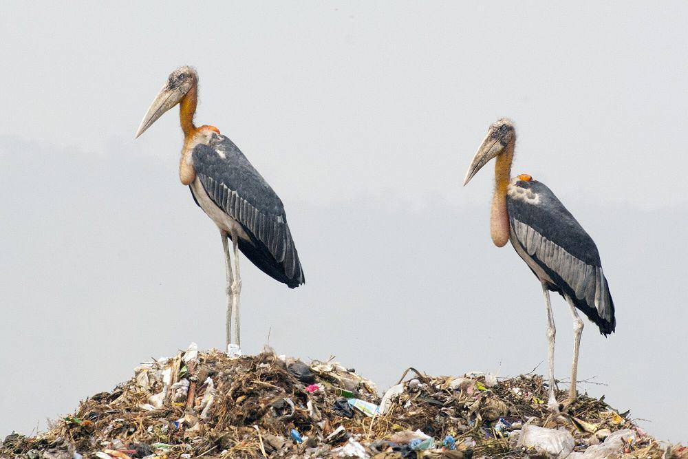 Greater adjutant (commons.m.wikimedia.org/Yathin S Krishnappa)