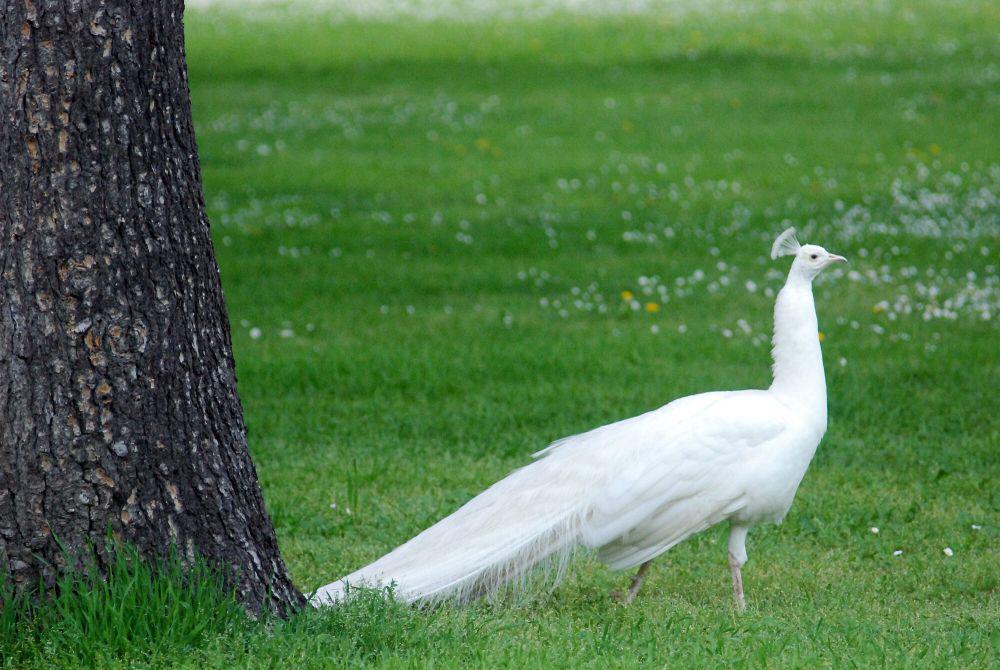 6 Fakta Unik Merak Putih, si Cantik yang Sebenarnya Bukan Albino!