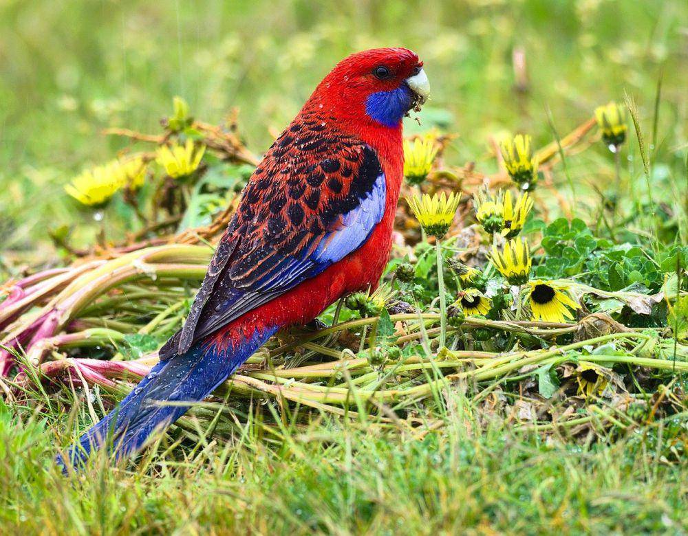 Crimson rosella (pixabay.com/Mic Hols)