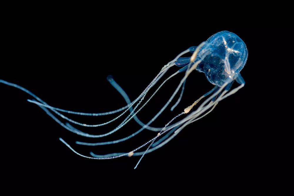 Box jellyfish atau ubur-ubur kotak. (Montereybayaquarium.org)