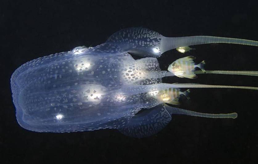 Box jellyfish atau ubur-ubur kotak. (Dan.org)
