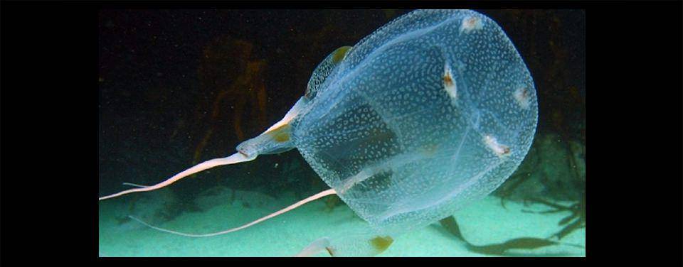 Box jellyfish atau ubur-ubur kotak. (Oceanservice.noaa.gov/Brent Viljoen)
