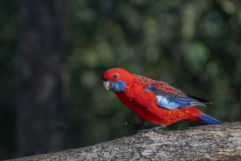 Crimson rosella (pixabay.com/Penny)