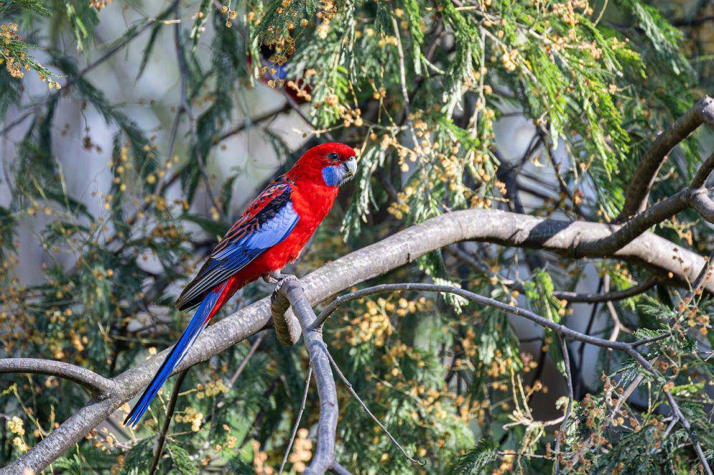 Crimson rosella (pixabay.com/Penny)