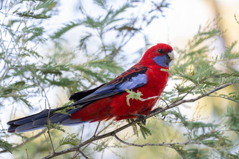 Crimson rosella (pixabay.com/Penny)