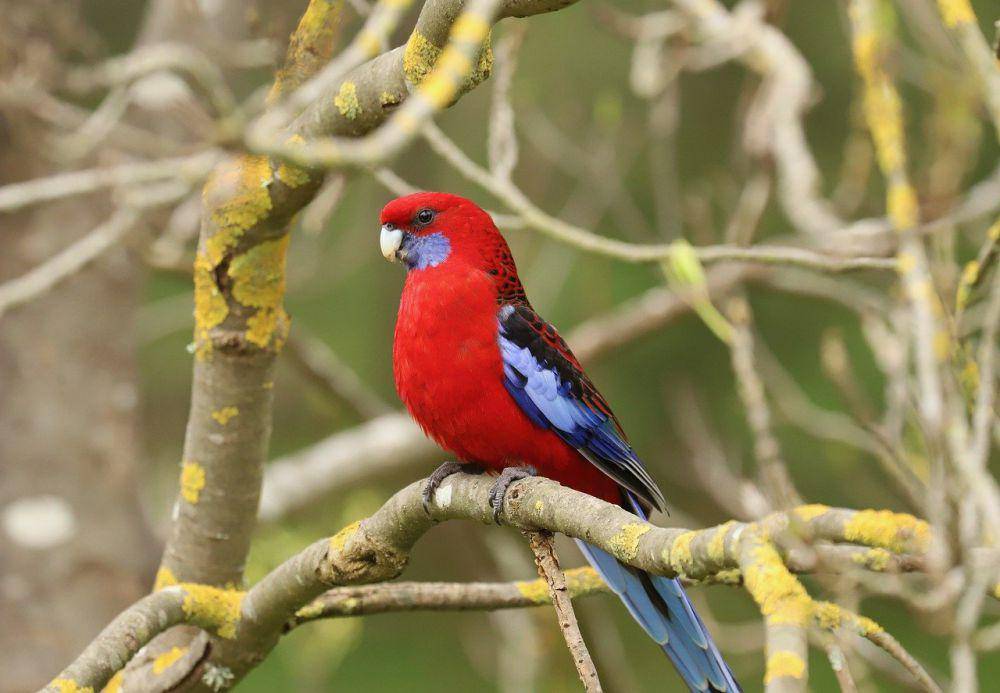 Crimson rosella (pixabay.com/Steve G)