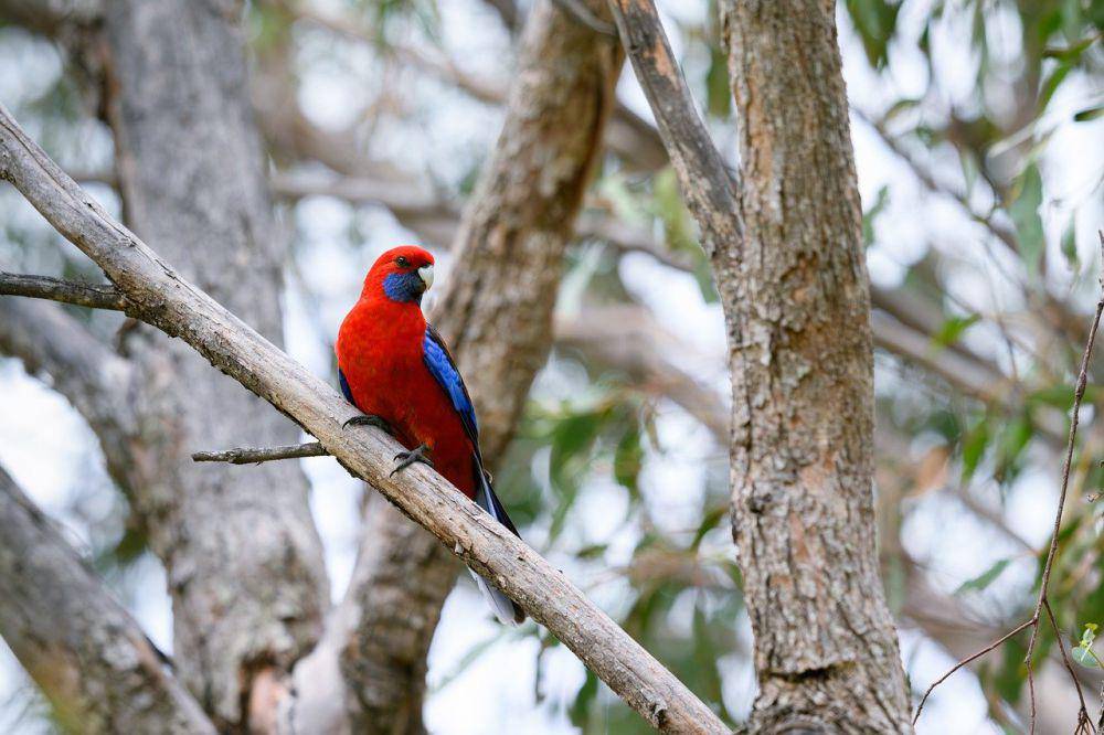 Crimson rosella (pixabay.com/Penny)