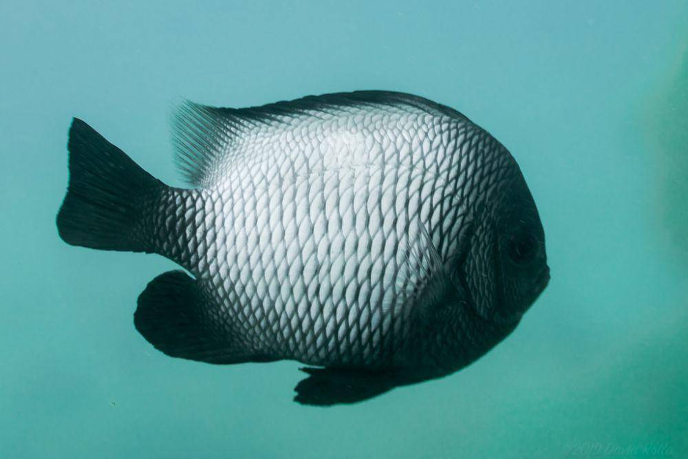 ilustrasi Dascyllus albisella (inaturalist.org/davidr)