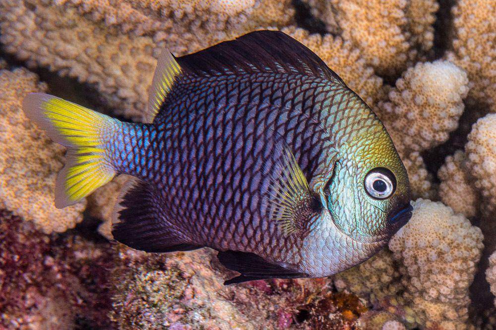 ilustrasi Dascyllus flavicaudus (inaturalist.org/francoislibert)