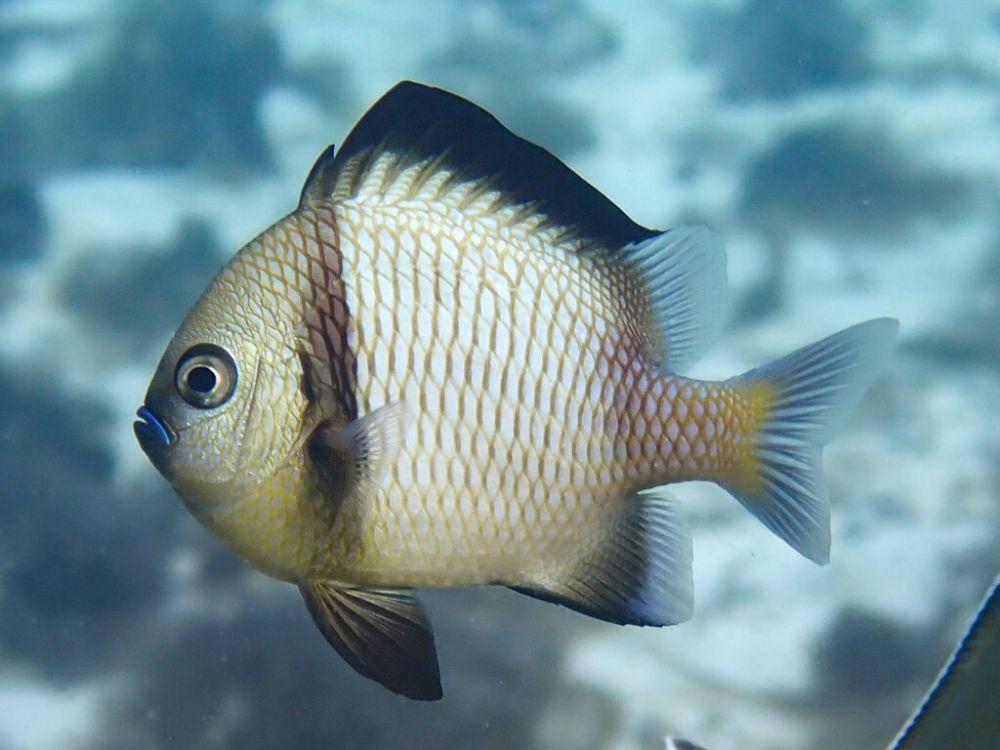 ilustrasi Dascyllus reticulatus (inaturalist.org/raphaelforns)