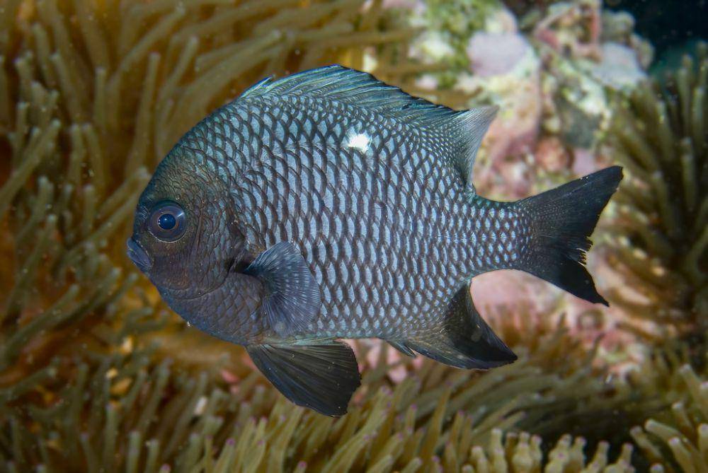 ilustrasi Dascyllus trimaculatus (inaturalist.org/profmollusc)