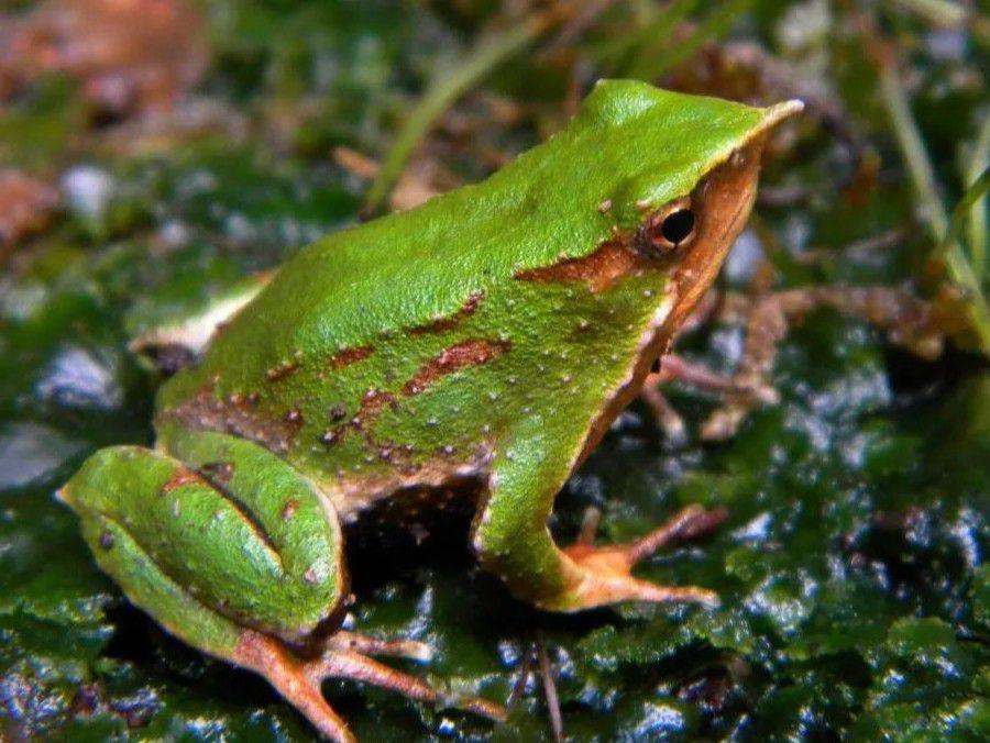 5 Fakta Katak Darwin, Pejantan Menyimpan Telur di Kantung Vokalnya