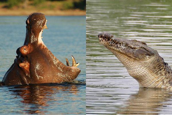 Buaya vs Kuda Nil, Siapa Raja Sungai Afrika yang Sesungguhnya?