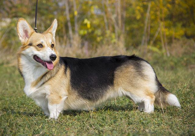 5 Fakta Welsh Corgi, Anjing Lucu Kesayangan Ratu Elizabeth II
