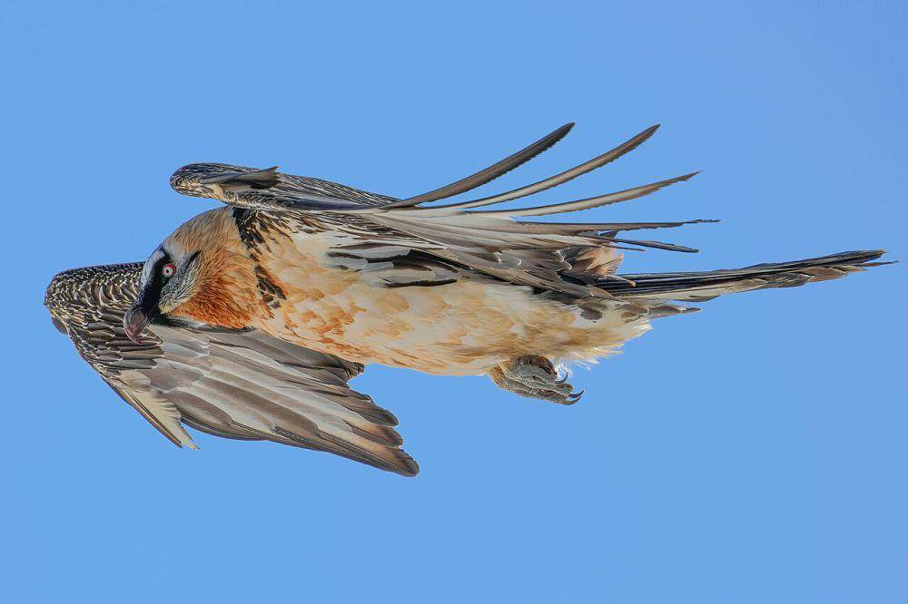 burung nasar berjenggot atau bearded vulture (commons.wikimedia.org/Giles Laurent)