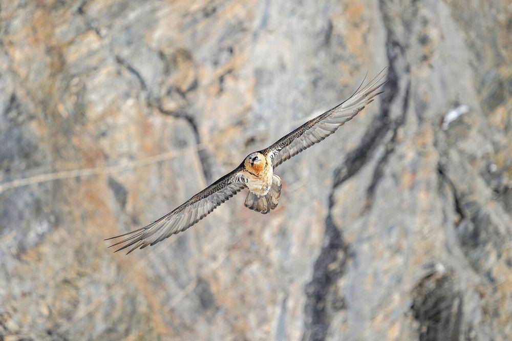 burung nasar berjenggot atau bearded vulture (commons.wikimedia.org/Giles Laurent)