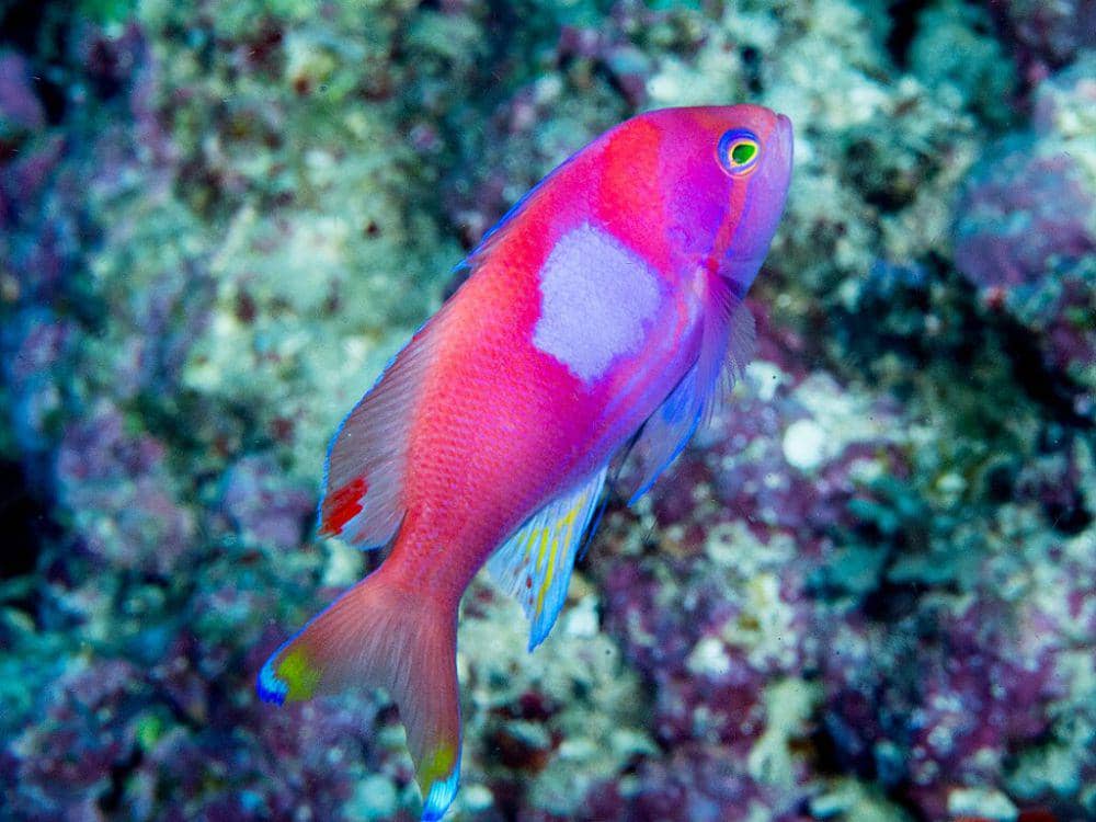 5 Ikan dari Genus Pseudanthias yang Bisa Ditemukan di Jepang