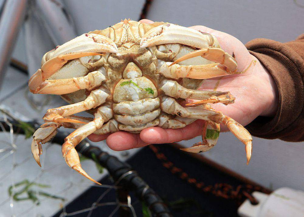 kepiting dungeness (commons.wikimedia.org/Oregon Department of Fish & Wildlife)