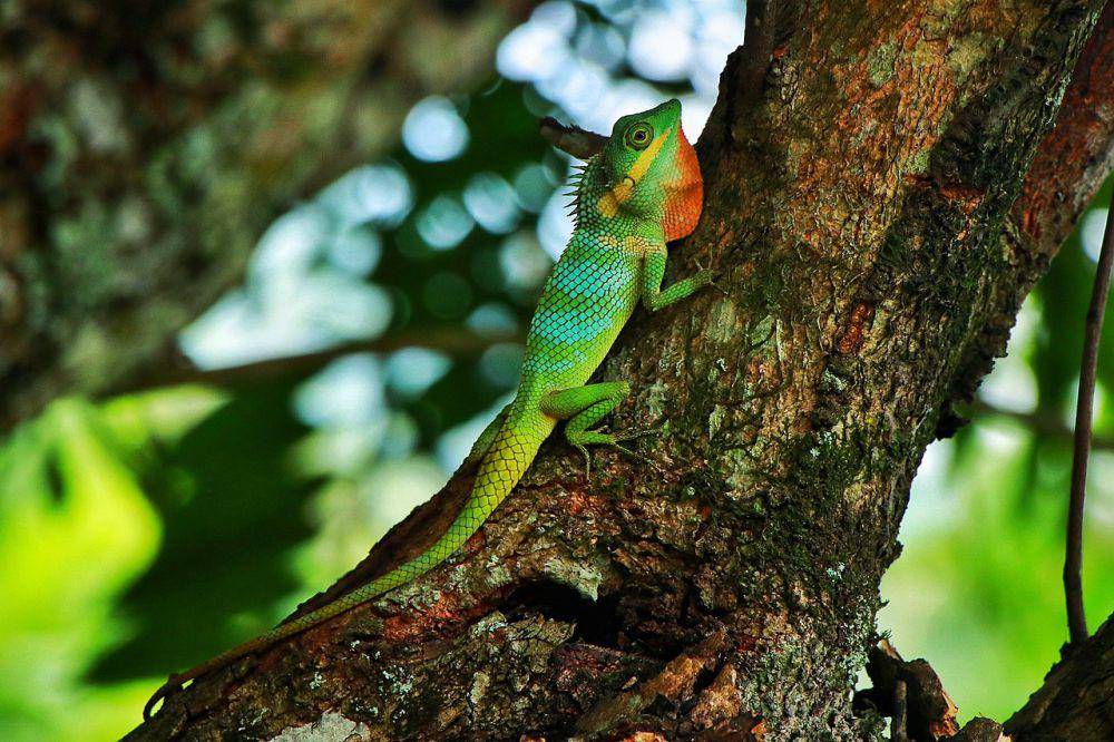 Kadal arboreal sering menggunakan ekornya untuk mencengkeram dahan pohon (commons.wikimedia.org/Hemaka Pathiranage)