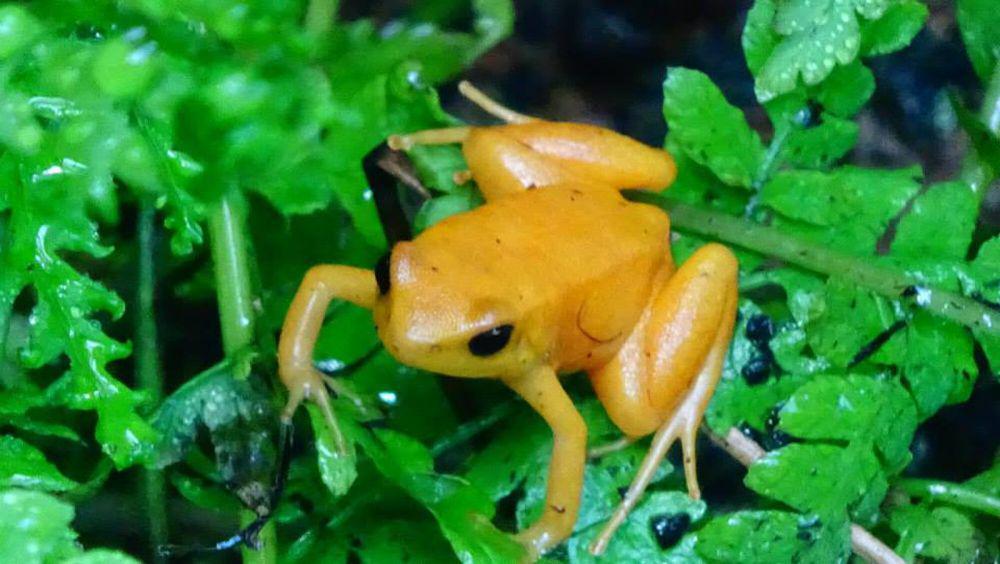6 Fakta Golden Mantella Frog, Sekresi Racunnya Membahayakan Pemangsa