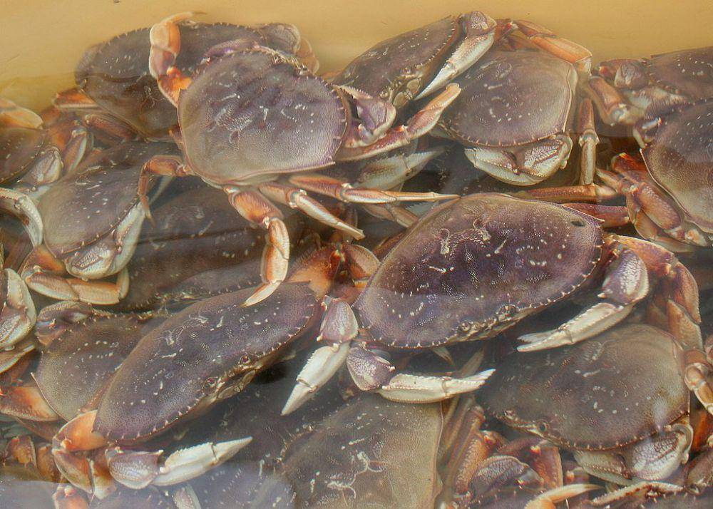 kepiting dungeness (commons.wikimedia.org/Oregon Department of Fish & Wildlife)